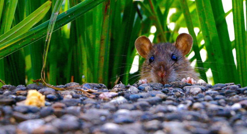 Cute Rat
